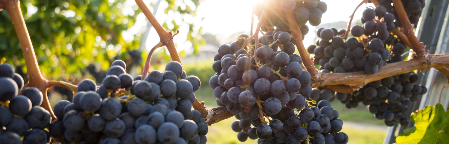 Heathcote Wine Region Grapes